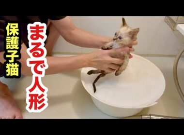 初めてのお風呂で人形化する保護子猫がこちらです