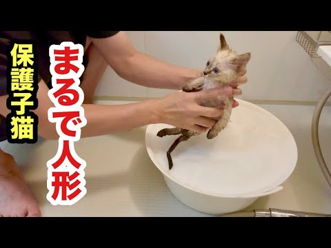 初めてのお風呂で人形化する保護子猫がこちらです
