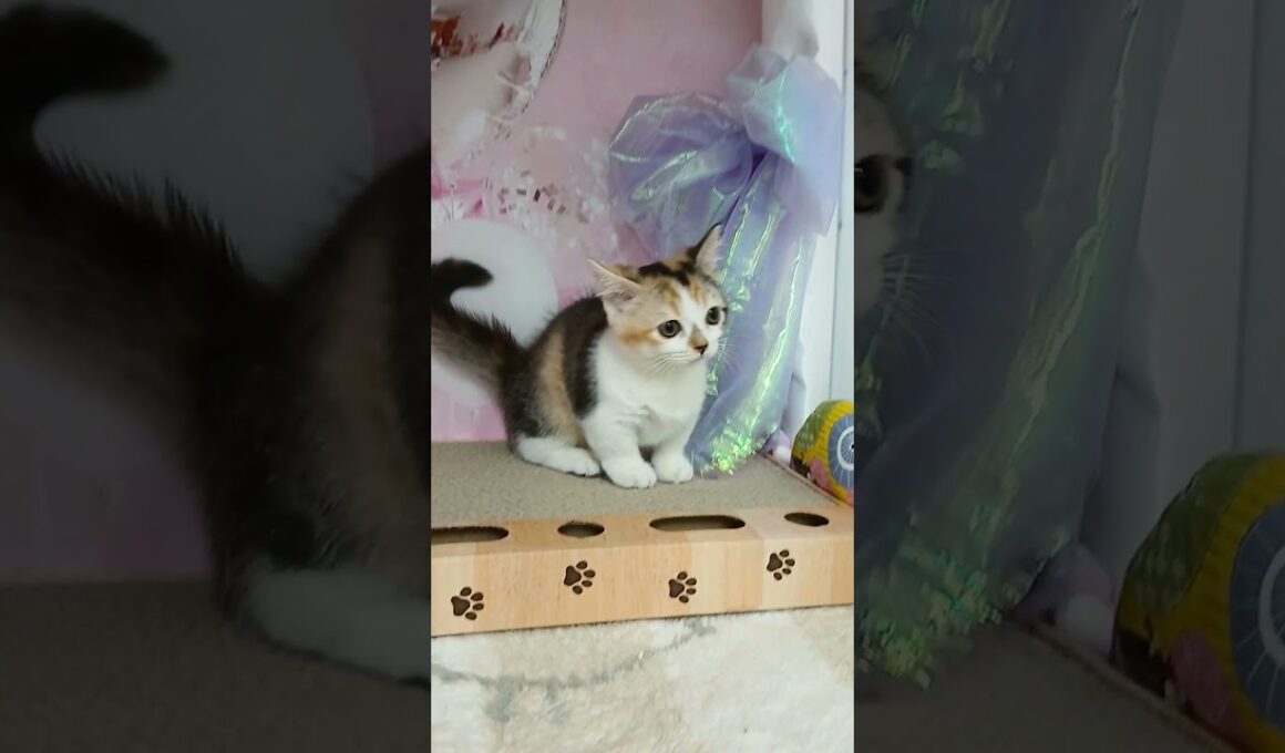 【ご家族様募集中】短足マンチカン女の子♡ #cat  #かわいい子猫 #kitten #子猫 #cute #子猫ブリーダー #長足マンチカン #短足ミヌエット #子ネコ