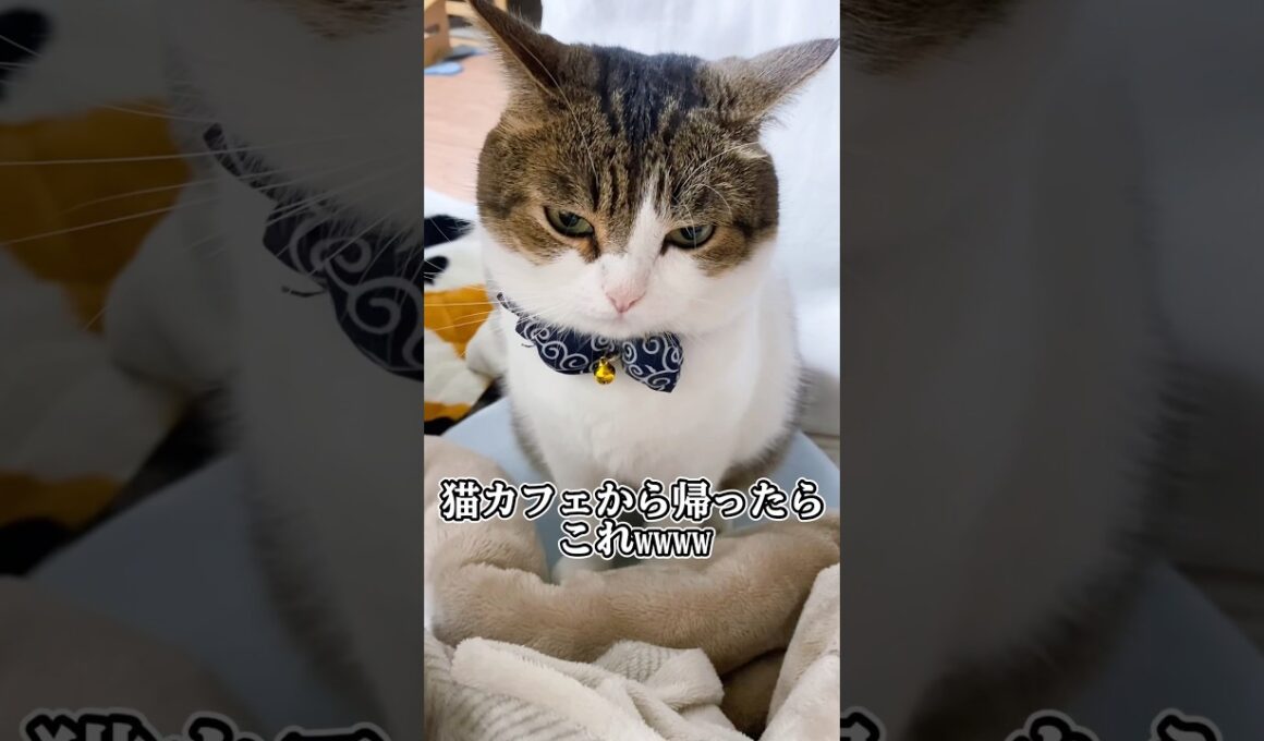 ロシアンブルーに嫉妬するマンチカン😿💧😂　#ねこ動画 #猫のいる暮らし #ねこ部 #猫好きさんと繋がりたい #マンチカン #munchkin #ねこ #shorts