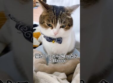 ロシアンブルーに嫉妬するマンチカン😿💧😂　#ねこ動画 #猫のいる暮らし #ねこ部 #猫好きさんと繋がりたい #マンチカン #munchkin #ねこ #shorts