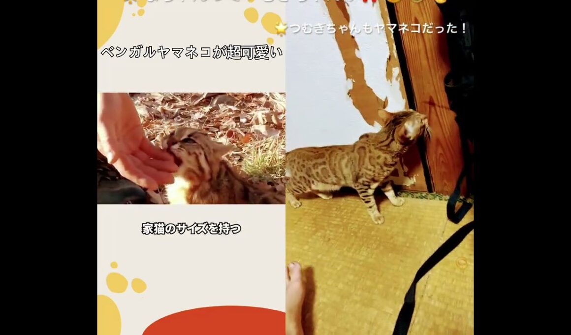2025年10月8日🌟#ベンガル猫#レオパードキャット#豹#つむぎちゃん#なちゃん#ヤマネコ#bengal cat#cat#short