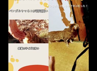2025年10月8日🌟#ベンガル猫#レオパードキャット#豹#つむぎちゃん#なちゃん#ヤマネコ#bengal cat#cat#short
