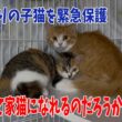 先日捕獲した生き残りの子猫2匹のその後の様子です