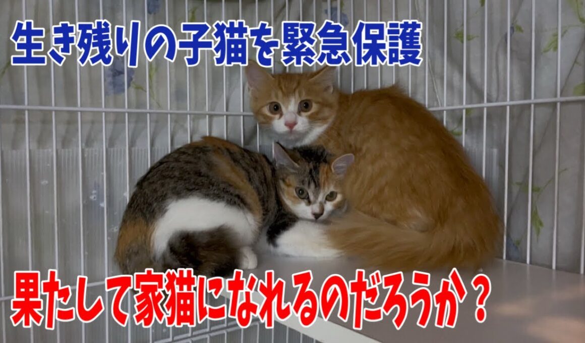 先日捕獲した生き残りの子猫2匹のその後の様子です