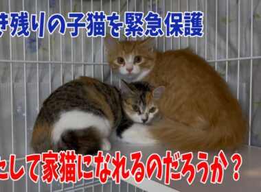 先日捕獲した生き残りの子猫2匹のその後の様子です