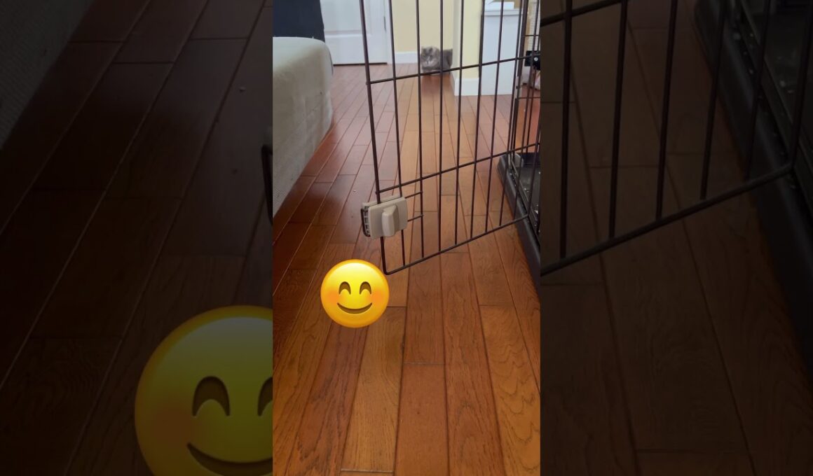 カールは見た #アメリカンカール #ねこ動画 #猫好き