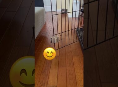 カールは見た #アメリカンカール #ねこ動画 #猫好き