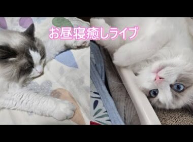 お昼寝の時間ですよ～ライブ㊵【ループ】#cat#癒し