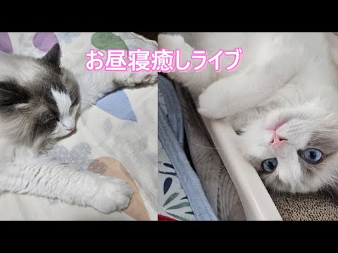 お昼寝の時間ですよ～ライブ㊵【ループ】#cat#癒し