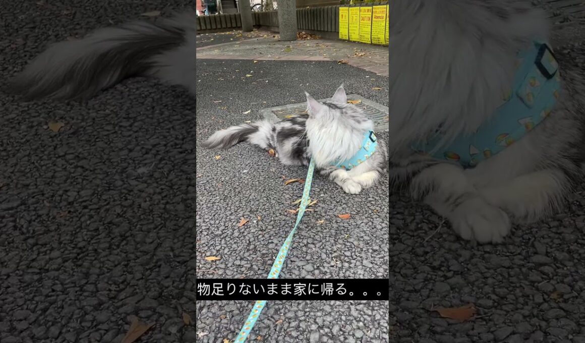 メインクーンのハンティング日 #メインクーン #mainecoon #ラグドール #ragdoll #猫のいる暮らし  #cat