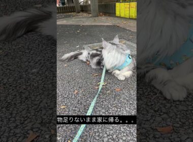 メインクーンのハンティング日 #メインクーン #mainecoon #ラグドール #ragdoll #猫のいる暮らし  #cat