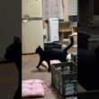 洗いたての座布団。シャムの子ネコ雫、頂き。と思いきや、黒猫の子ネコ黒夢に奪われ、キジシロのルルも狙うが、諦め、別の場所へ、だったが💦