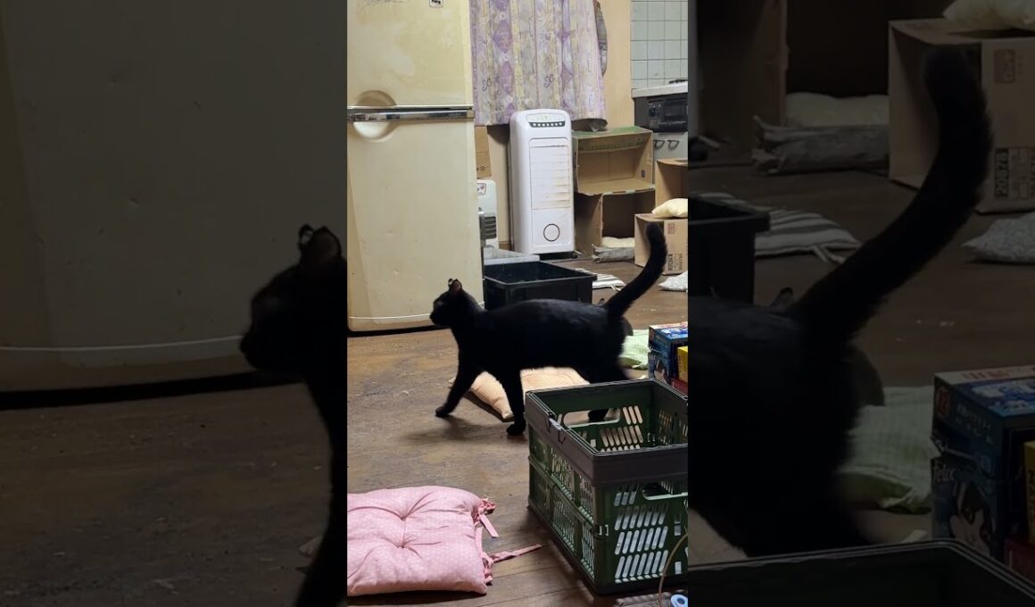 洗いたての座布団。シャムの子ネコ雫、頂き。と思いきや、黒猫の子ネコ黒夢に奪われ、キジシロのルルも狙うが、諦め、別の場所へ、だったが💦