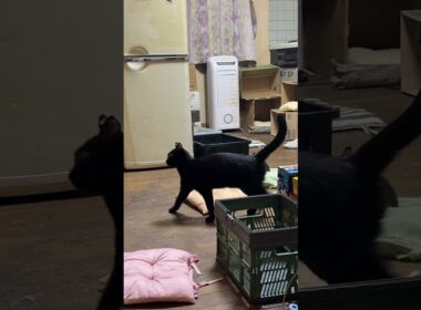 洗いたての座布団。シャムの子ネコ雫、頂き。と思いきや、黒猫の子ネコ黒夢に奪われ、キジシロのルルも狙うが、諦め、別の場所へ、だったが💦