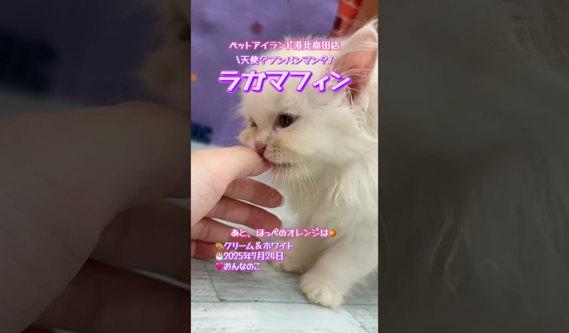 可愛らしいラガマフィンちゃん😺クリーム＆ホワイト【横浜ペットショップ ベルドック】#shorts #猫動画 #猫のいる暮らし #ラガマフィン