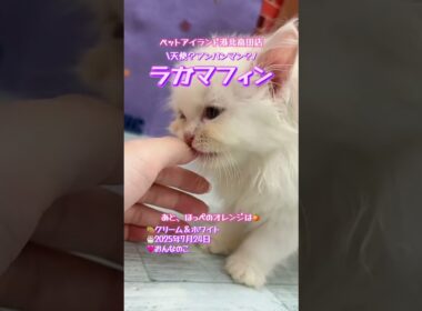可愛らしいラガマフィンちゃん😺クリーム＆ホワイト【横浜ペットショップ ベルドック】#shorts #猫動画 #猫のいる暮らし #ラガマフィン