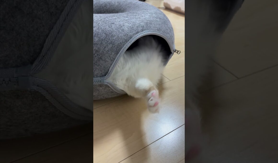 ドーナツで微睡猫#子ネコ #猫のいる暮らし #バーマン #cat #kitten #birman #shorts #cuteanimals