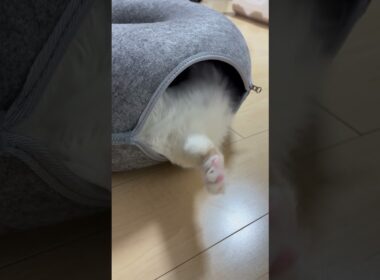 ドーナツで微睡猫#子ネコ #猫のいる暮らし #バーマン #cat #kitten #birman #shorts #cuteanimals