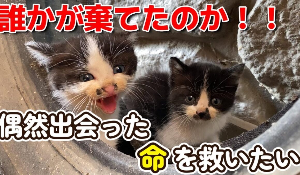【動物遺棄？】偶然出会った命を救いたい