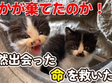 【動物遺棄？】偶然出会った命を救いたい