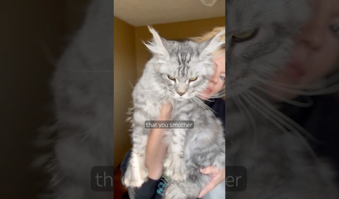 Does your cat know you’re obsessed?