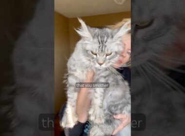 Does your cat know you’re obsessed?