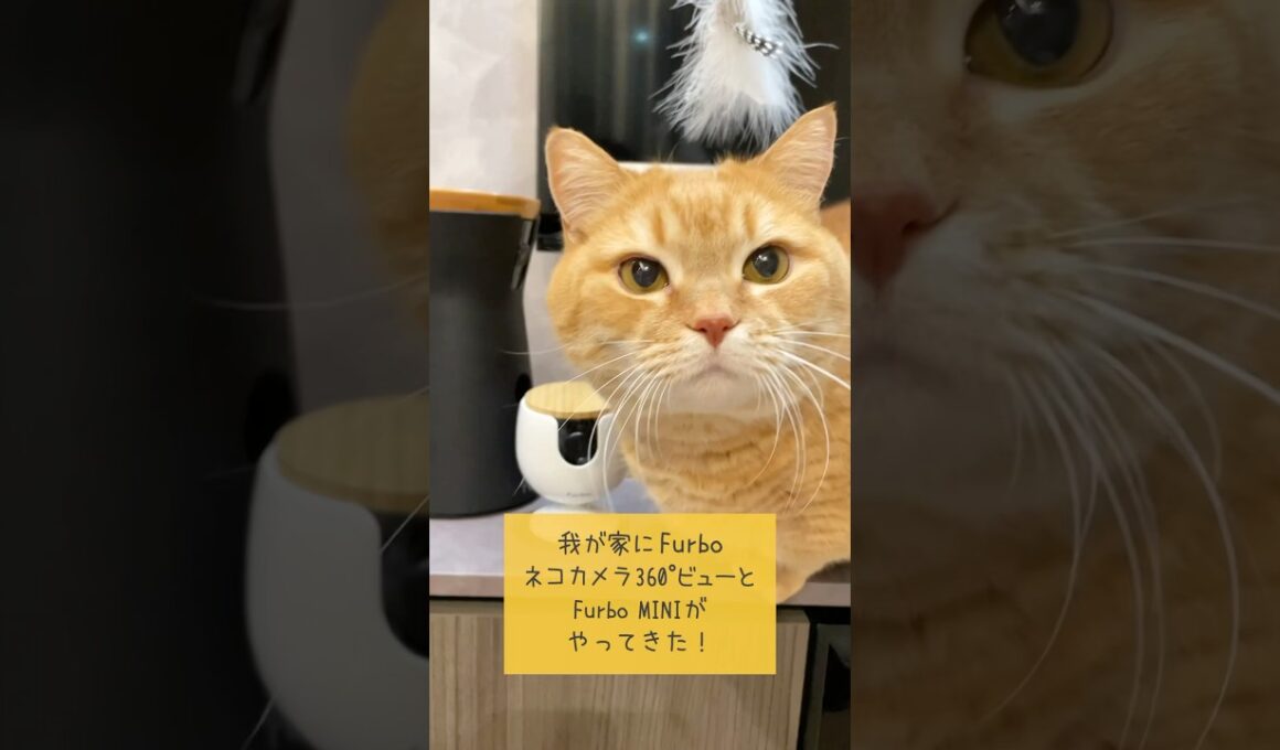 愛猫を見守るペットカメラ「Furbo」が凄すぎる！！
