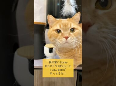 愛猫を見守るペットカメラ「Furbo」が凄すぎる！！