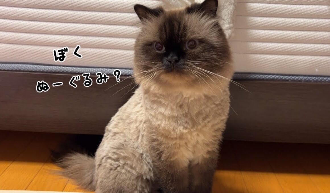 ぬいぐるみみたいな猫げんたくんの過ごし方🧸【日常】