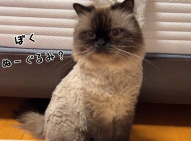 ぬいぐるみみたいな猫げんたくんの過ごし方🧸【日常】