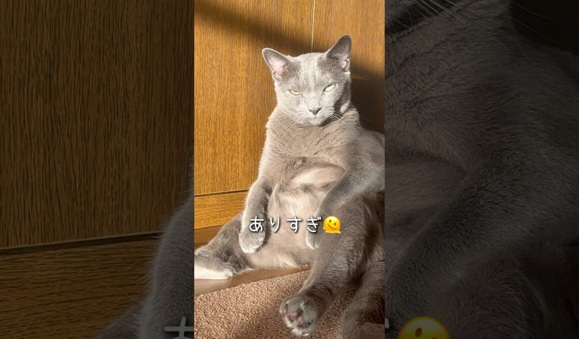 【ロシアンブルー】めろんお腹の貫禄...🫢【猫】#shorts