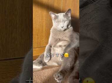 【ロシアンブルー】めろんお腹の貫禄...🫢【猫】#shorts
