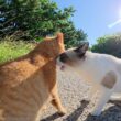 タヌキみたいなシャム猫が通りがかった茶トラ猫に突然喧嘩を売る