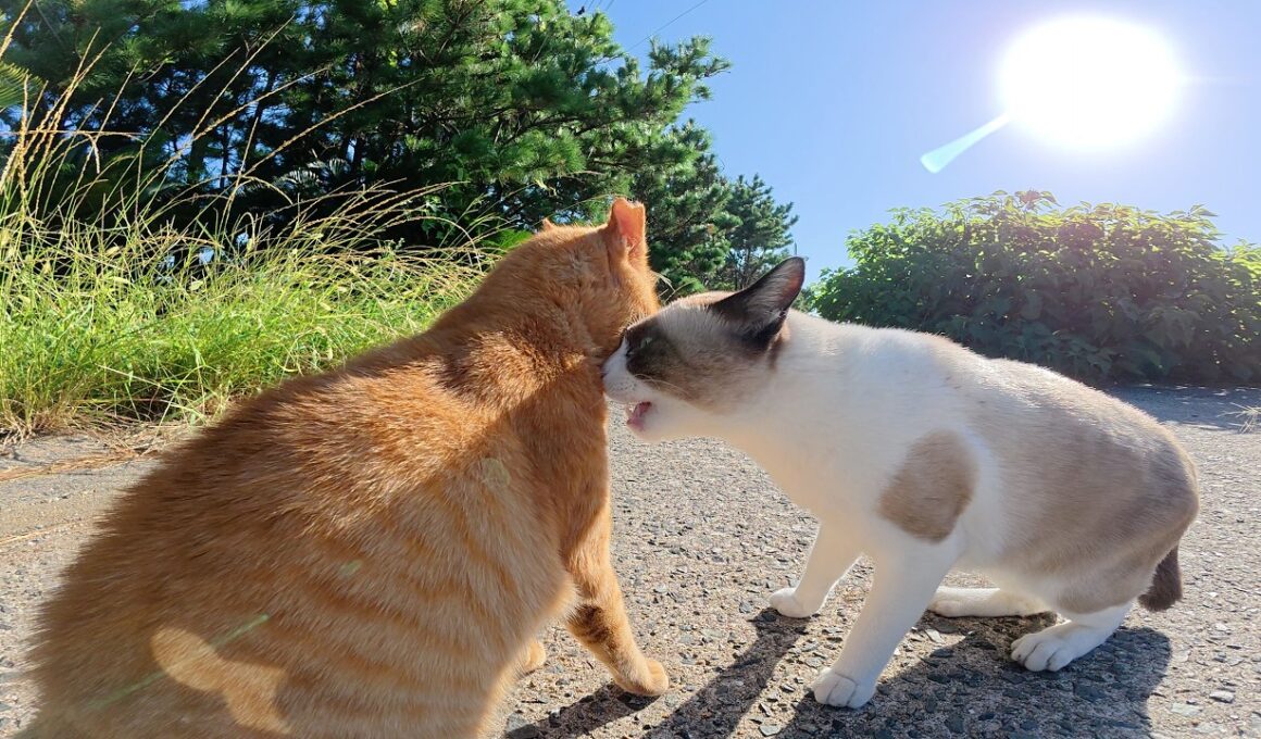 タヌキみたいなシャム猫が通りがかった茶トラ猫に突然喧嘩を売る
