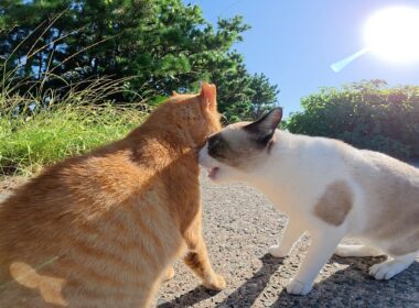 タヌキみたいなシャム猫が通りがかった茶トラ猫に突然喧嘩を売る