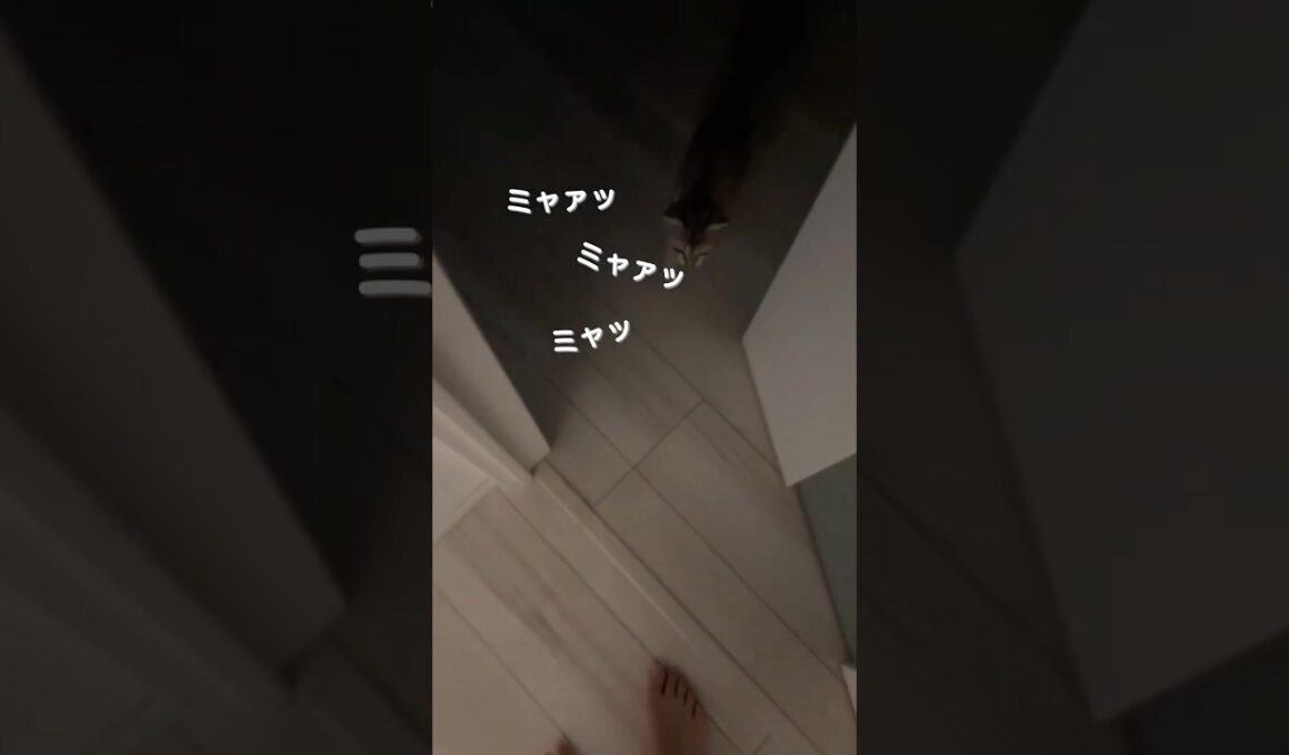 【ノーカット】子猫の朝の挨拶が激しすぎる#cat #子ネコ #猫のいる暮らし #好きな子猫 #シンガプーラ