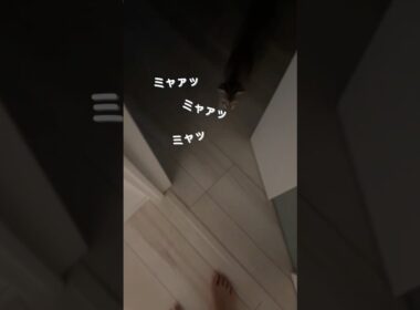 【ノーカット】子猫の朝の挨拶が激しすぎる#cat #子ネコ #猫のいる暮らし #好きな子猫 #シンガプーラ