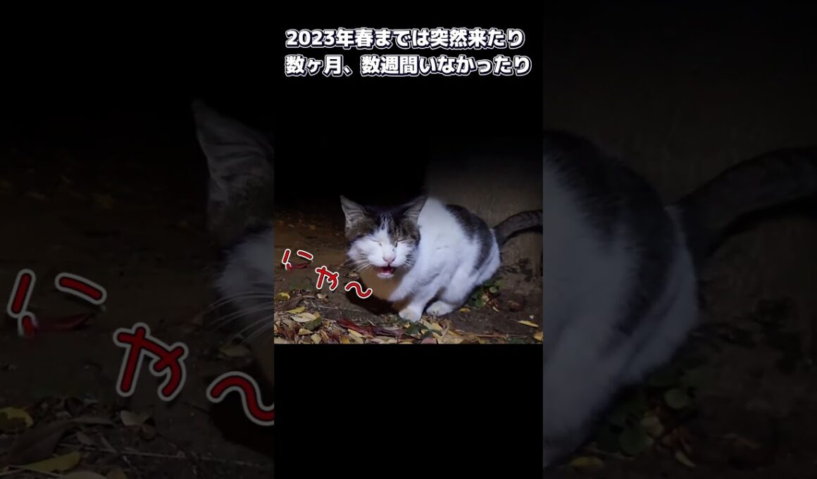【ネコ日記】追悼 めぐちゃん・・・ #shorts  #地域ネコ #cat #ねこ #猫 #ネコ