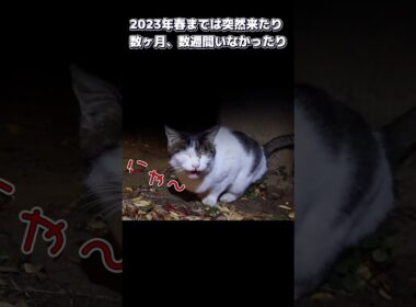 【ネコ日記】追悼 めぐちゃん・・・ #shorts  #地域ネコ #cat #ねこ #猫 #ネコ