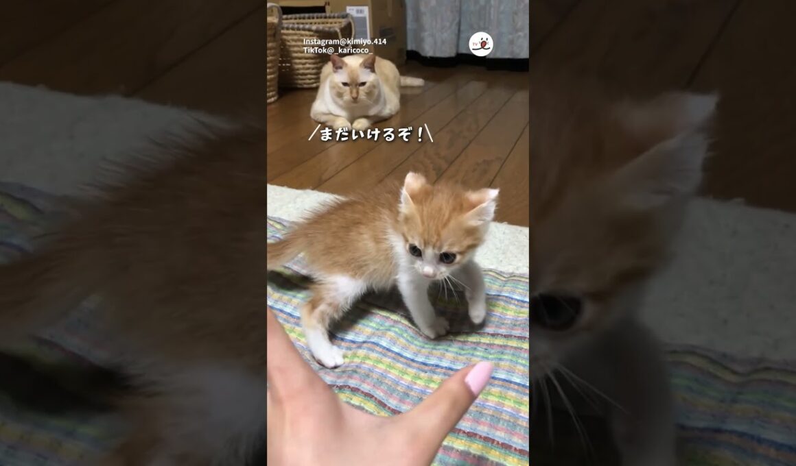 果敢な子猫を見つめるカリンさん｜PECO