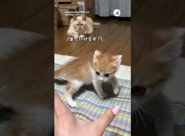 果敢な子猫を見つめるカリンさん｜PECO
