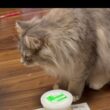子供が何か始めると必ず近くにくる猫　サイベリアン