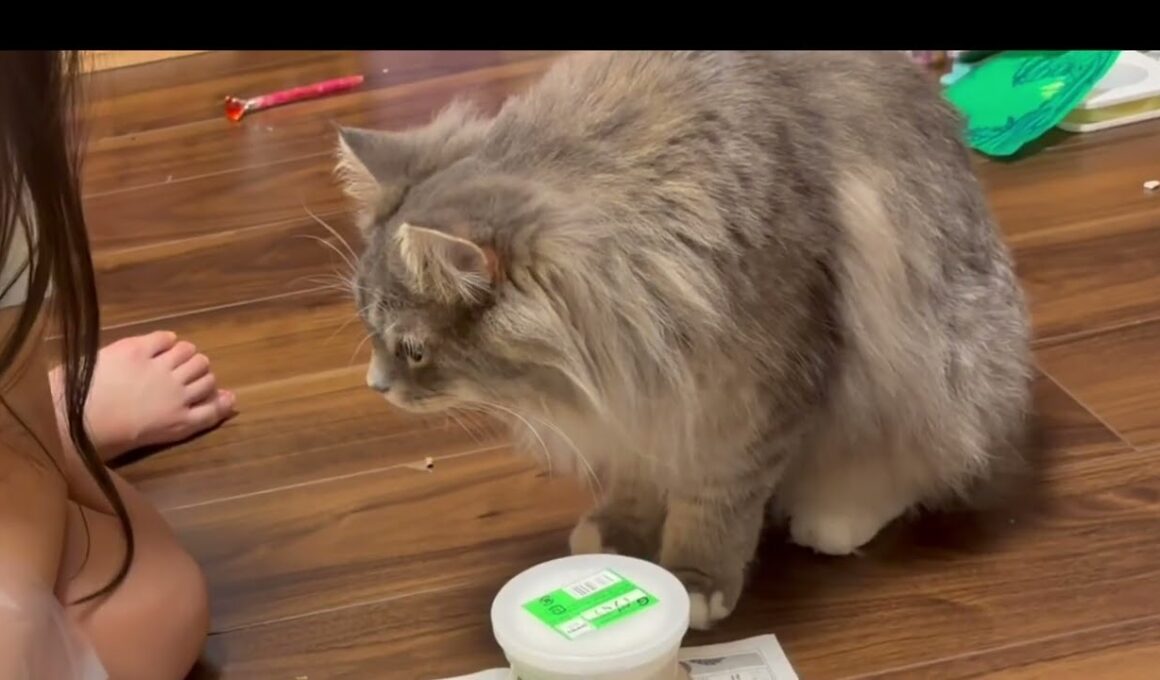 子供が何か始めると必ず近くにくる猫　サイベリアン