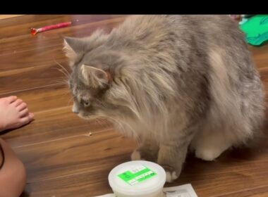 子供が何か始めると必ず近くにくる猫　サイベリアン