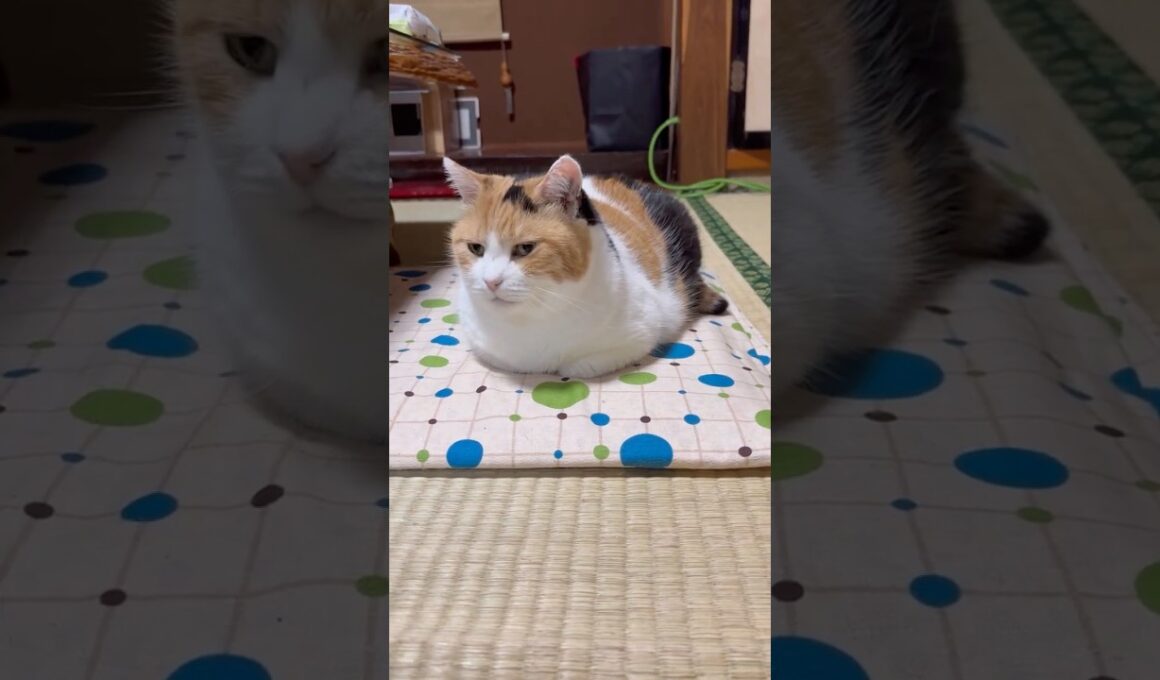 【三毛猫】香箱座りが美しいミケ