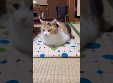 【三毛猫】香箱座りが美しいミケ