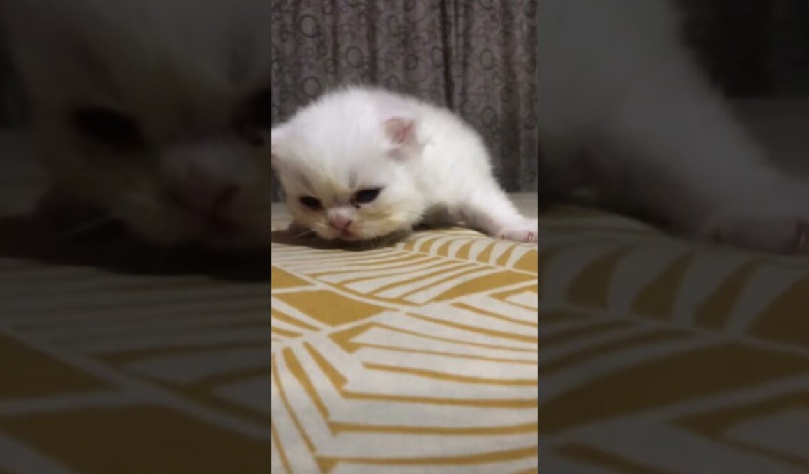 cute kitten walk🥰🥰🥰#cat #cute #kitten #好きな子猫 #赤ちゃん #子ネコ #cutecat #赤ちゃん #new