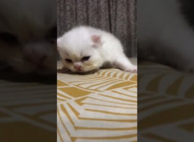 cute kitten walk🥰🥰🥰#cat #cute #kitten #好きな子猫 #赤ちゃん #子ネコ #cutecat #赤ちゃん #new