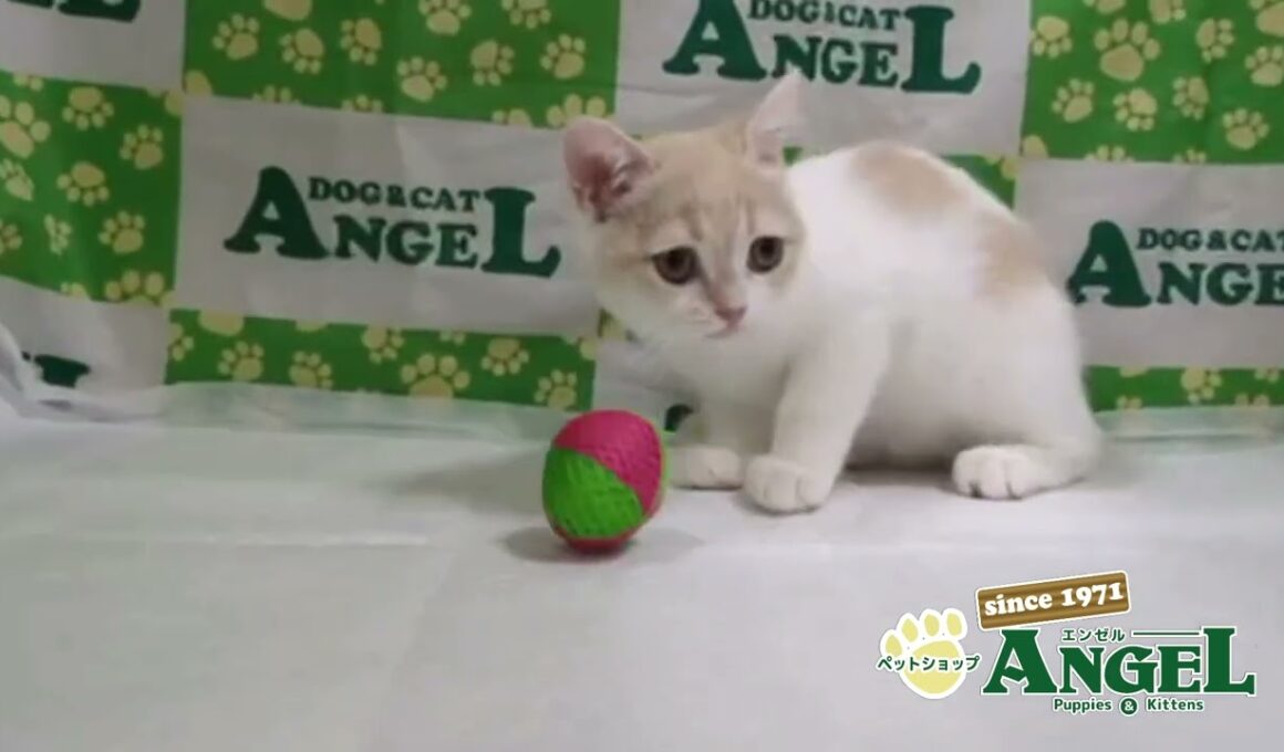 スコティッシュフォールド 2510042 【ペットショップエンゼル　子犬・子猫販売】